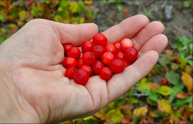 Ягоды Красники (Клоповки) замороженные без сахара 1кг. Сахалин