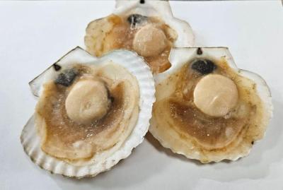 Морской гребешок на створке